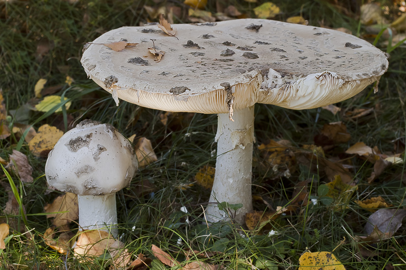 Amanita strobiliformis